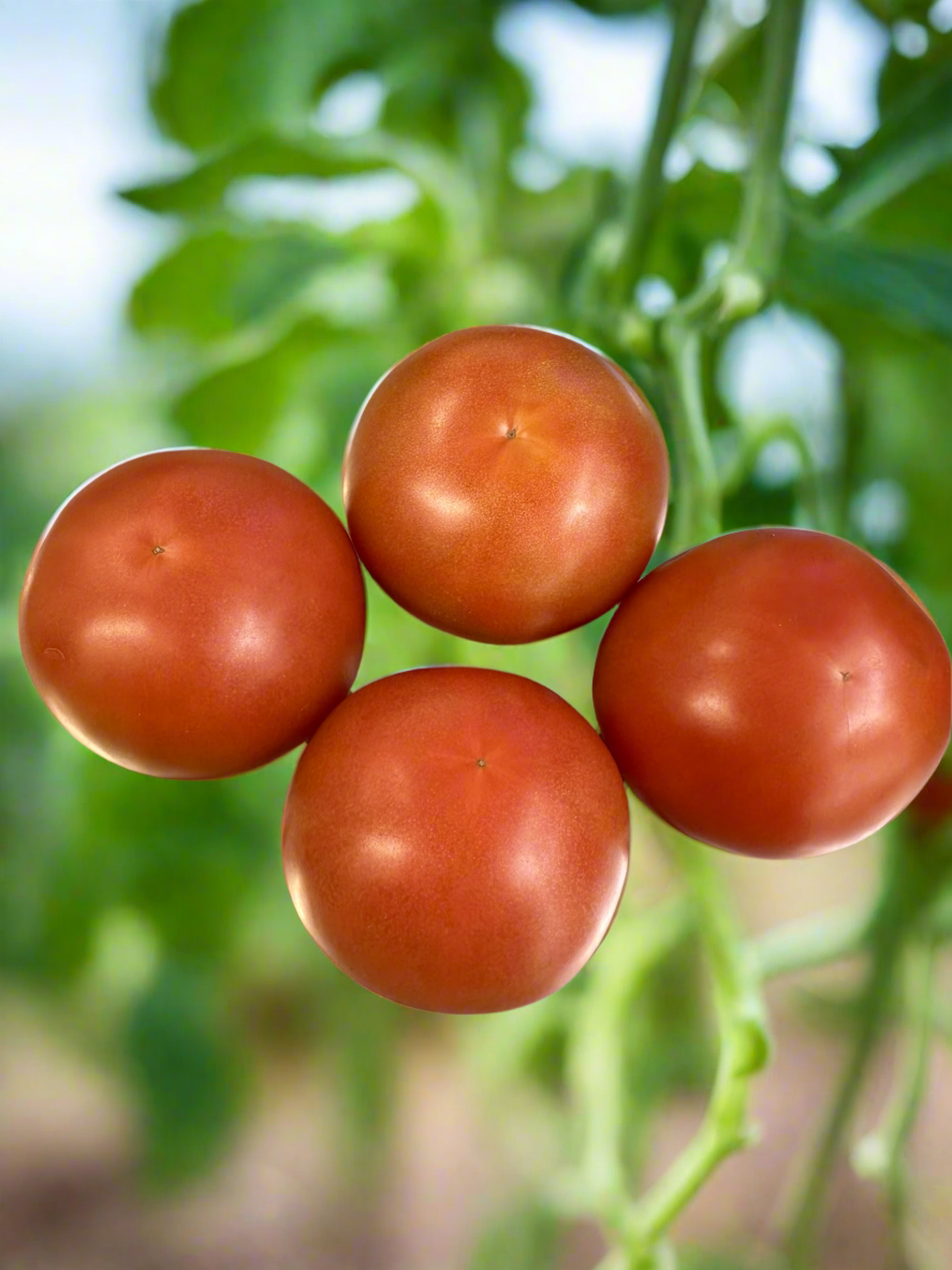 Tomatoes- Beekist. @ 1/2kilo