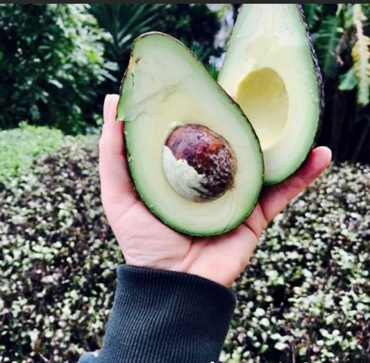 Avocado - JUMBO size  & Lovely