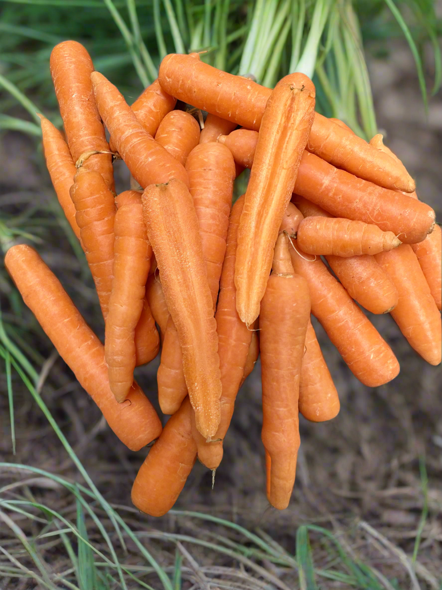 Carrots - 🥕 Ohakune New Season KILO