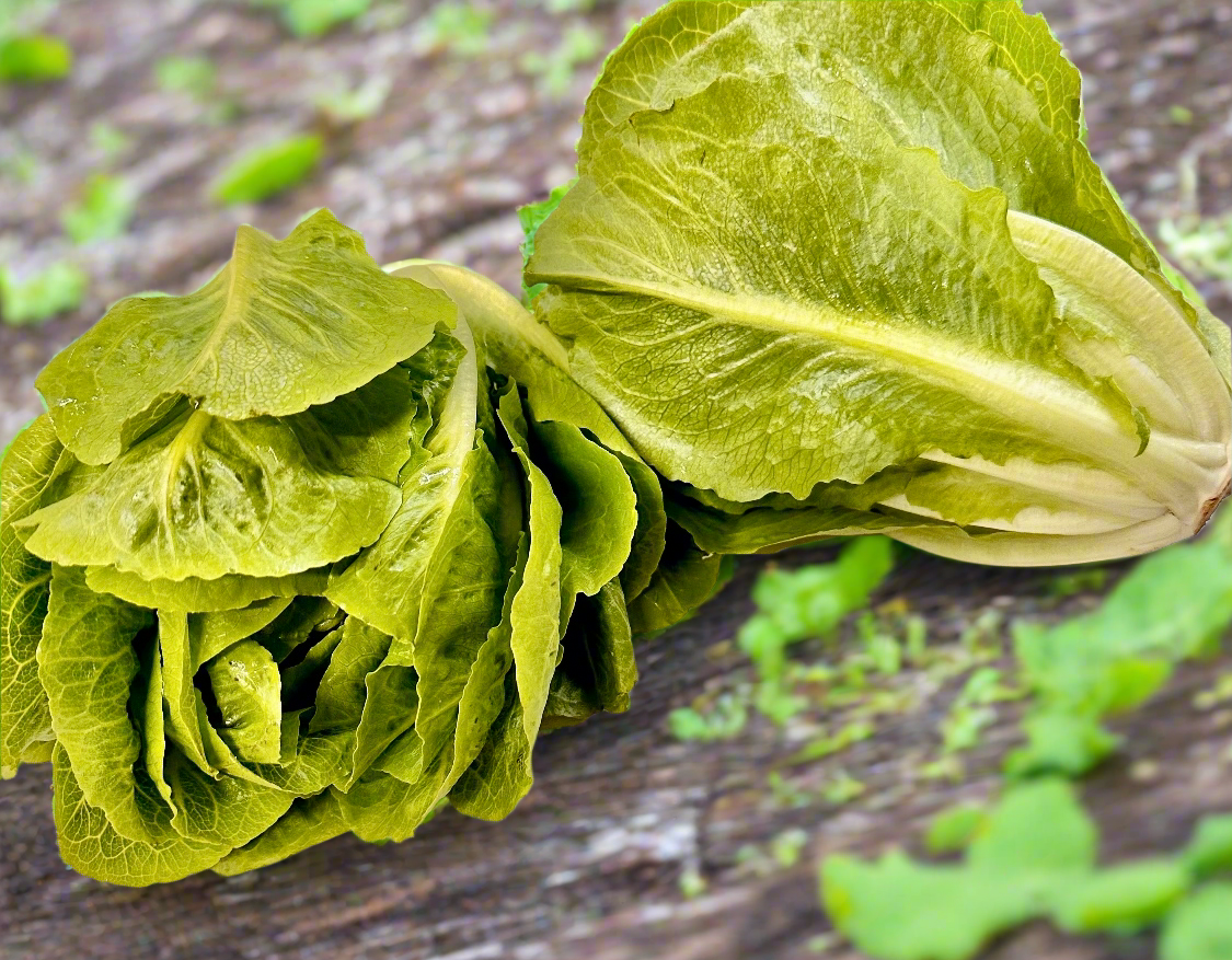 Lettuce – Beautiful Baby Cos. Large