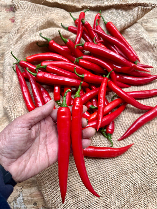 Chillies – Red  .70 c  each  (Southern Belle Orchard )