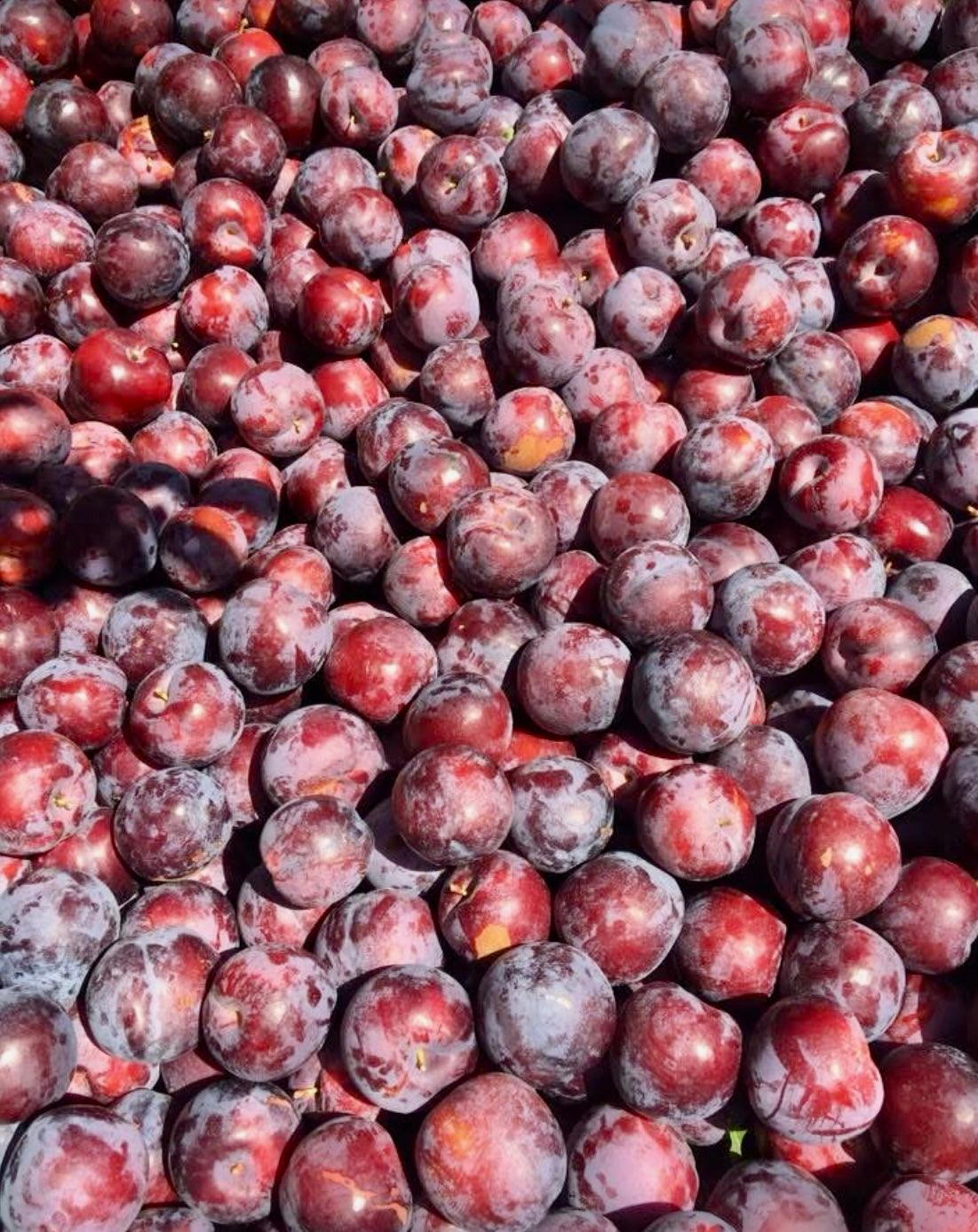 Plums- Malone Sweet & Yummy @1/2 kilo