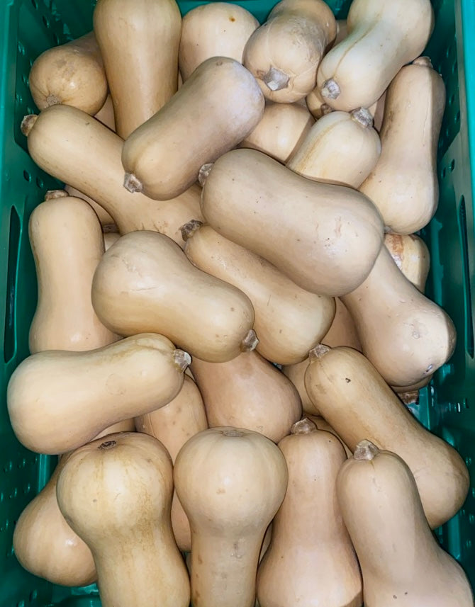 Butternut - Medium