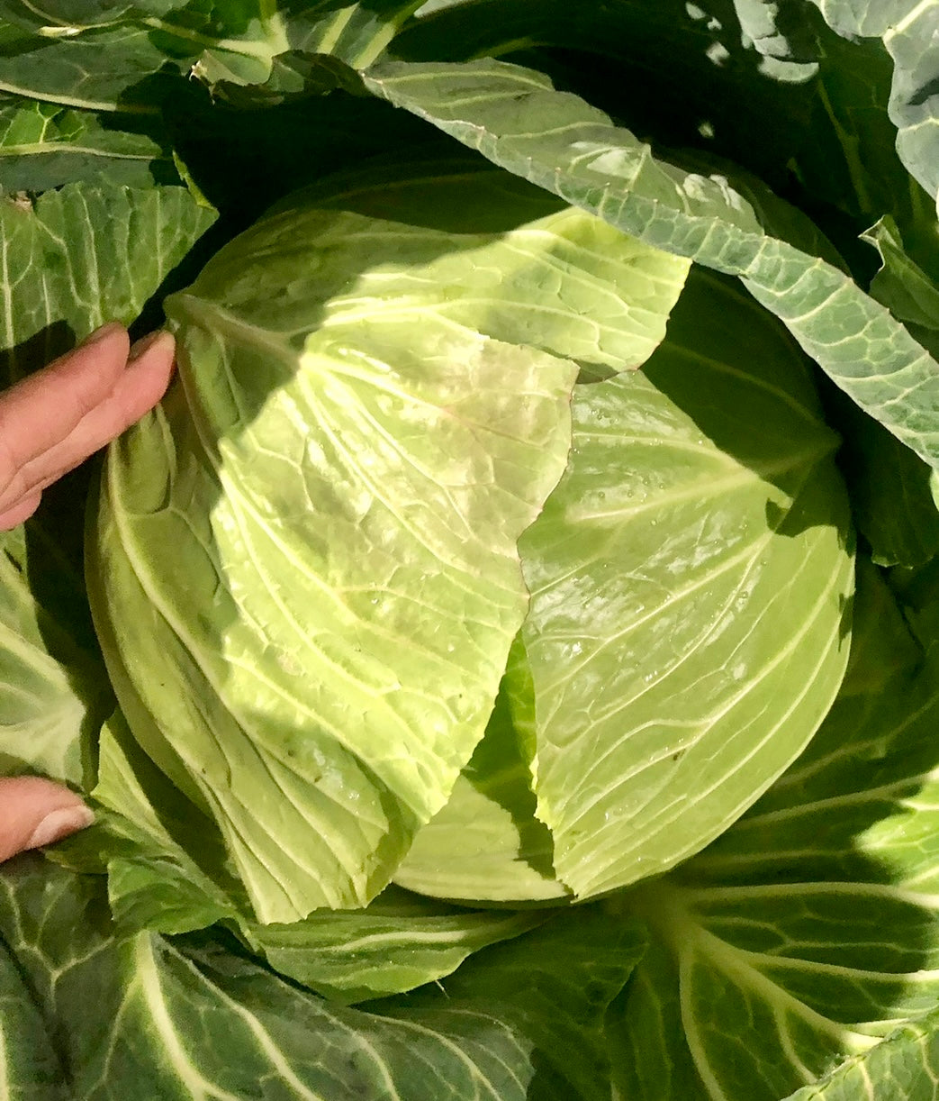 Cabbage