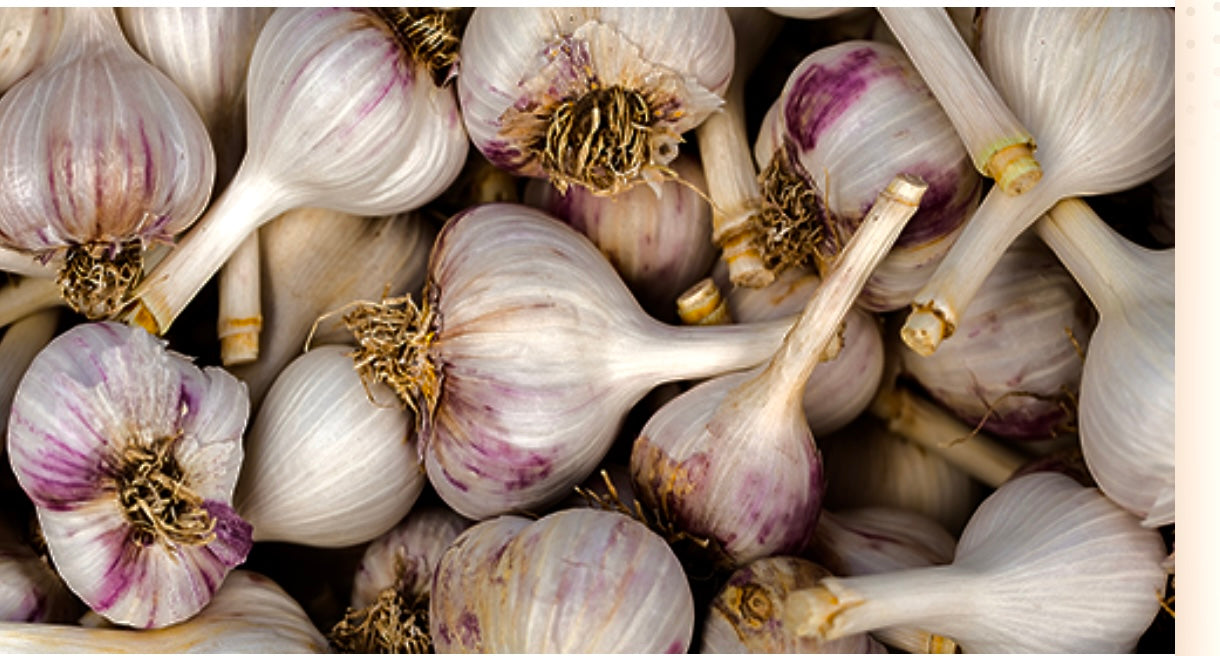 Garlic NZ - Marlborough $2.00 each