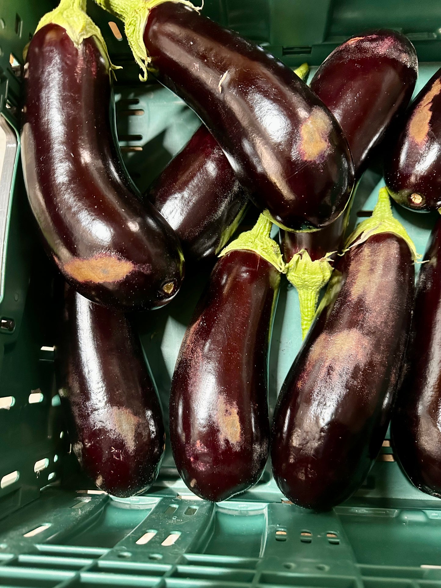 Eggplant - good tag 2 Firm