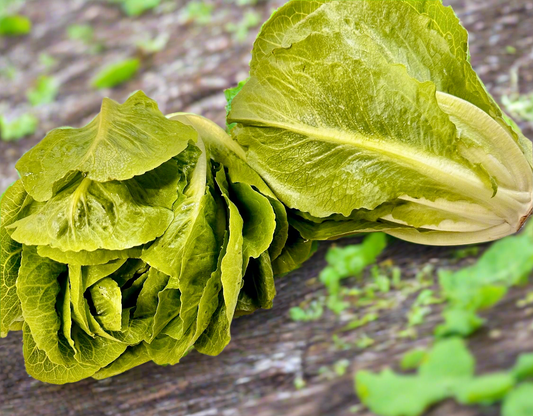 Lettuce – Beautiful Baby Cos. Large