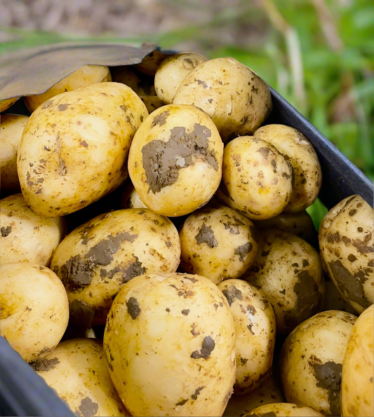 Potatoes – Agria NEW SEASON @ KILO *Best Buy*