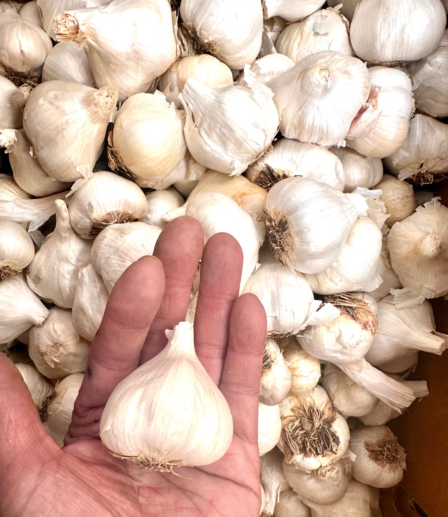 Garlic – N.Z. Bulb