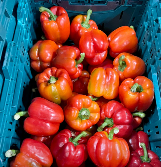 Capsicum -   Red  N.Z. Large