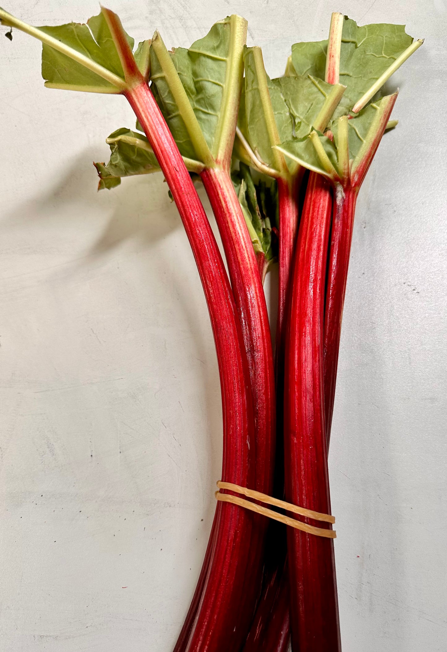 RHUBARB - Lovely bunches