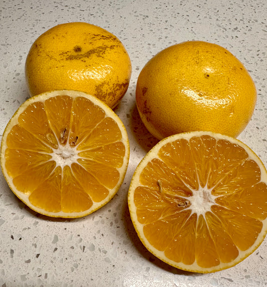 Grapefruit - Morrison Gold (Large)  Each