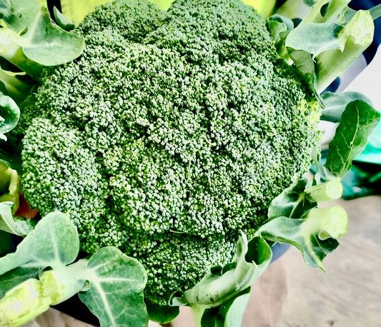 Broccoli - Supa Dupa fresh picked from my Grower