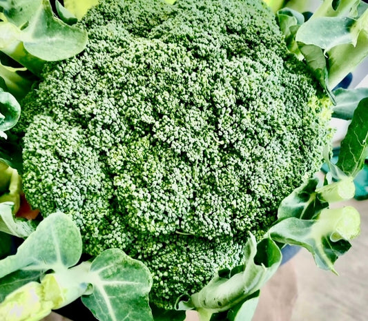 Broccoli SUPA DUPA