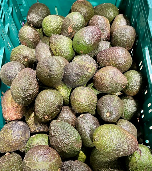 Avocado - Medium (Orchard run)