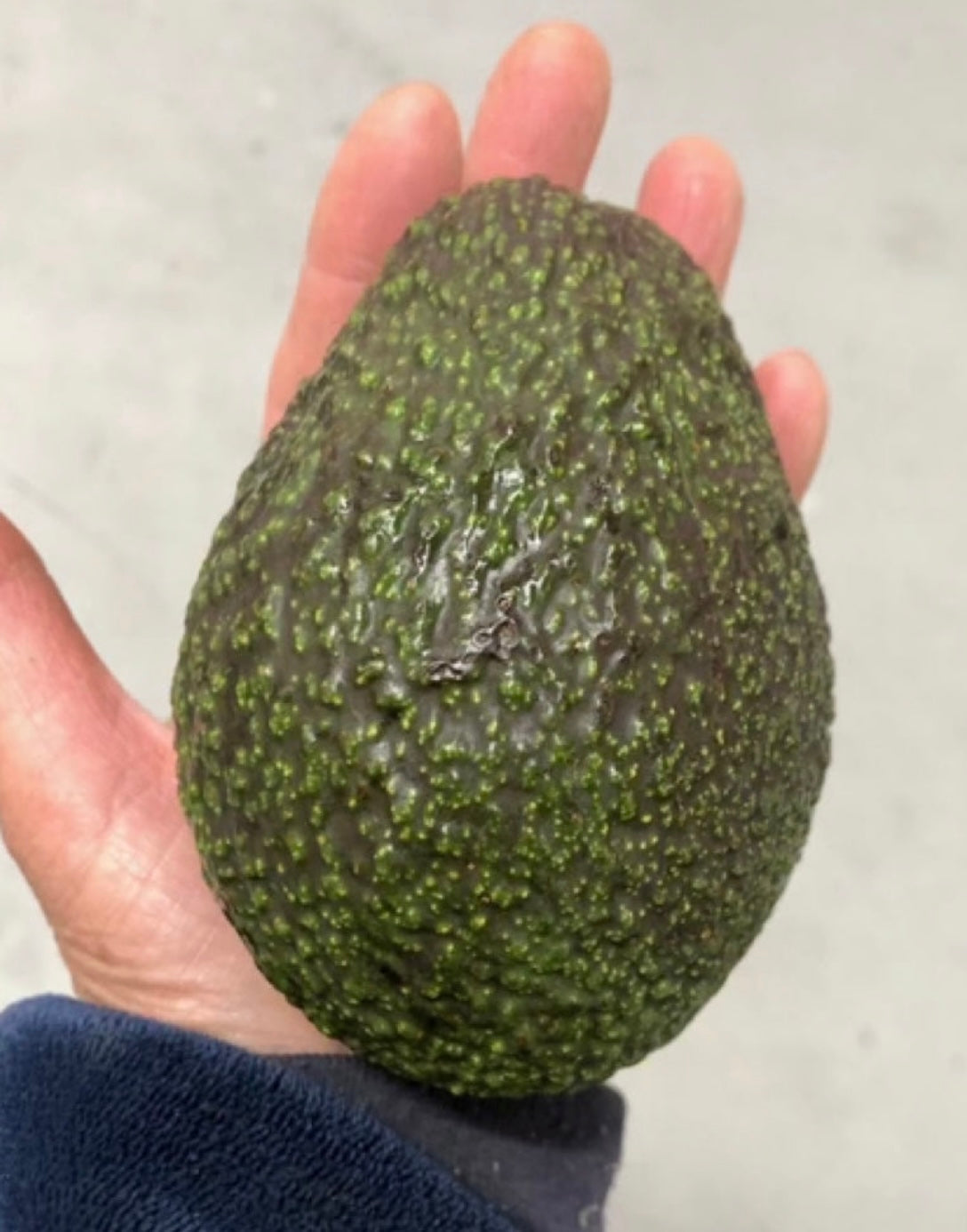 Avocado- JUMBO