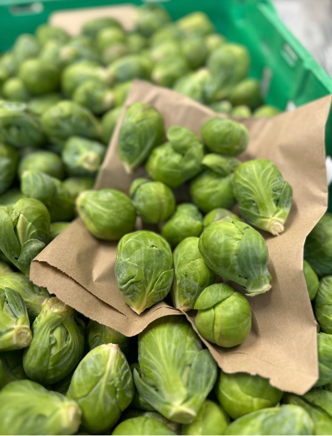 Brussel Sprouts *Ohakune* Gourmet