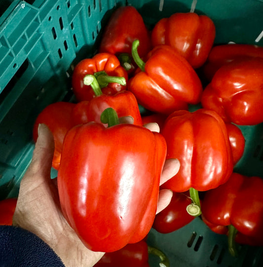 Capsicum   Red LARGE