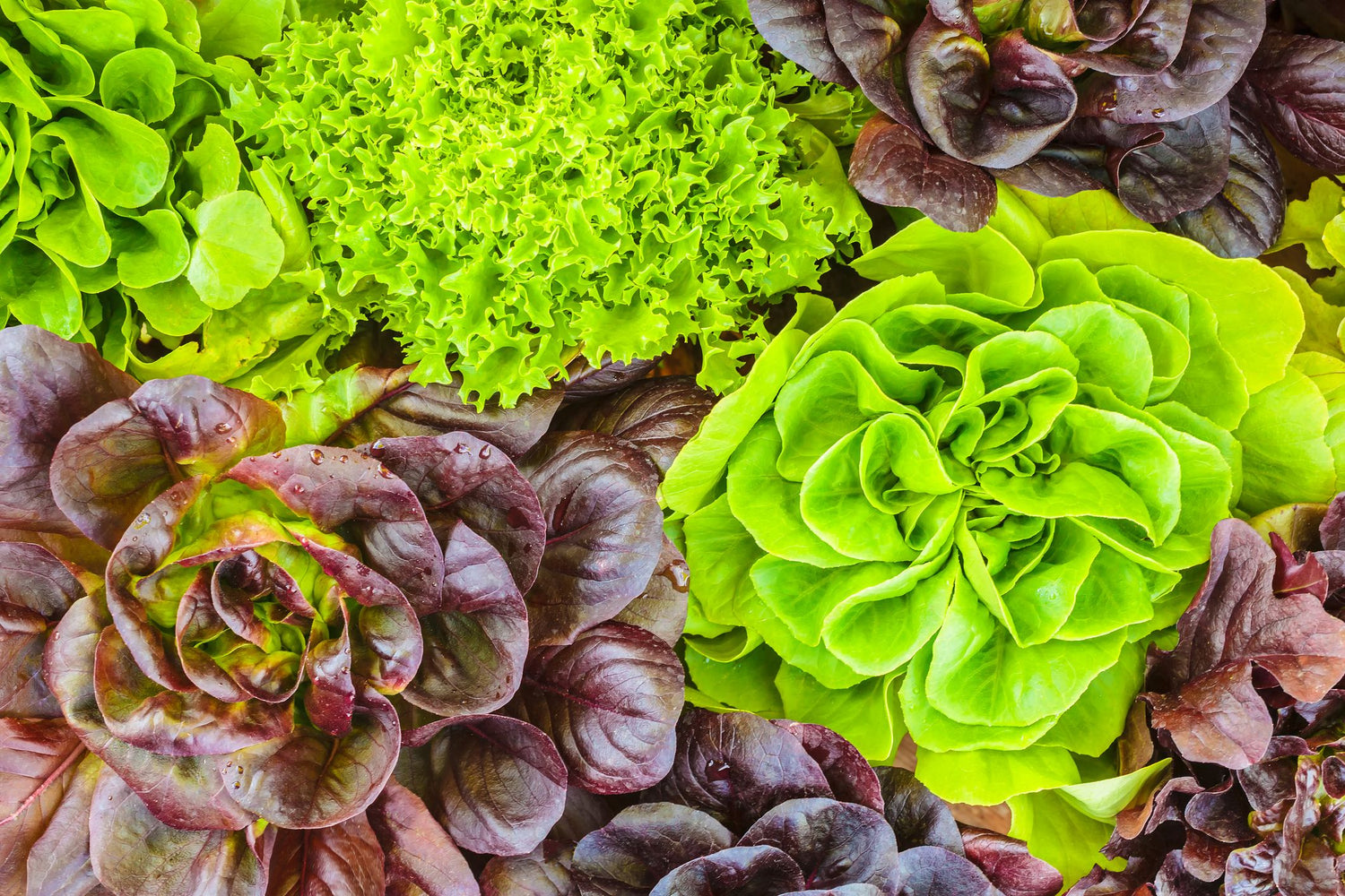 Lettuce
