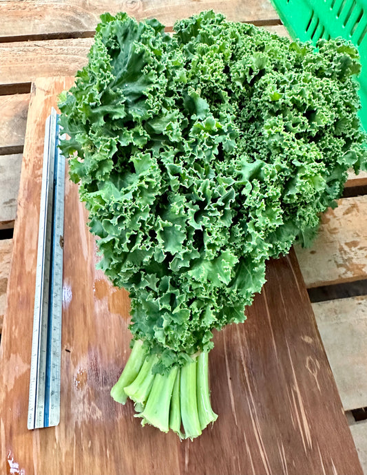 Lettuce - Kale Curly @ Supa Large size bunch beautiful !